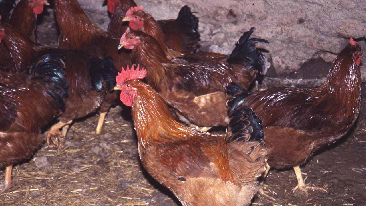 Los capones. Pollos castrados y su cría tradicional