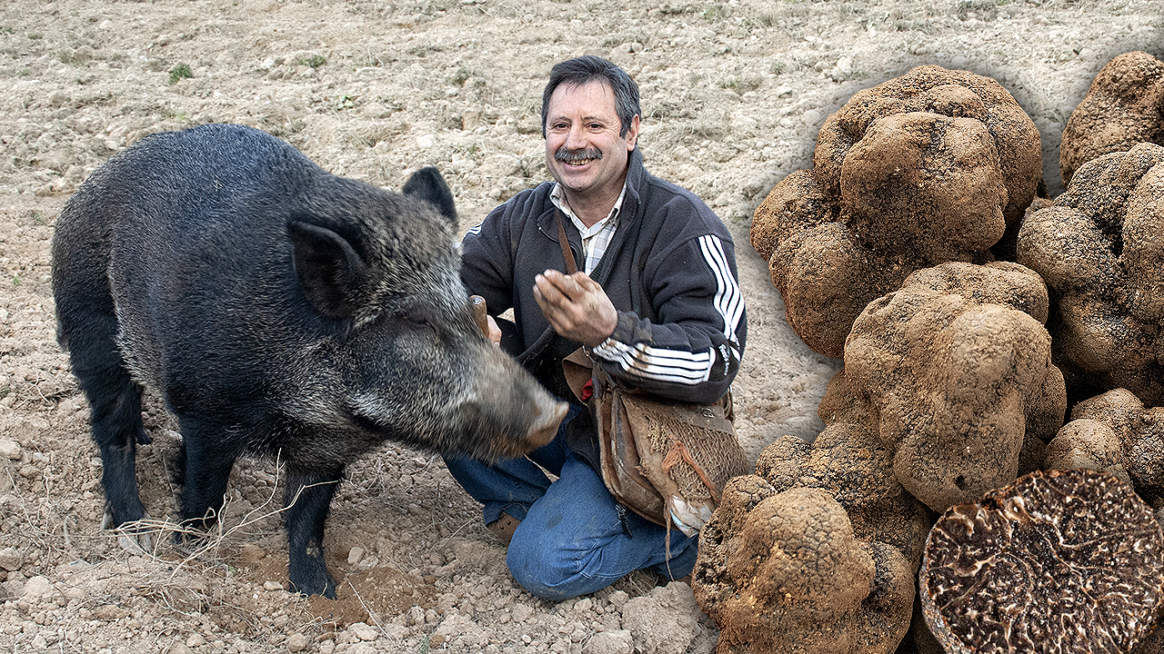 Búsqueda de la trufa con jabalí. Un animal salvaje con 10 años de fino olfato para la caza del hongo