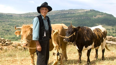 Arado del campo con vacas. El yugo y otras herramientas tradicionales de labranza
