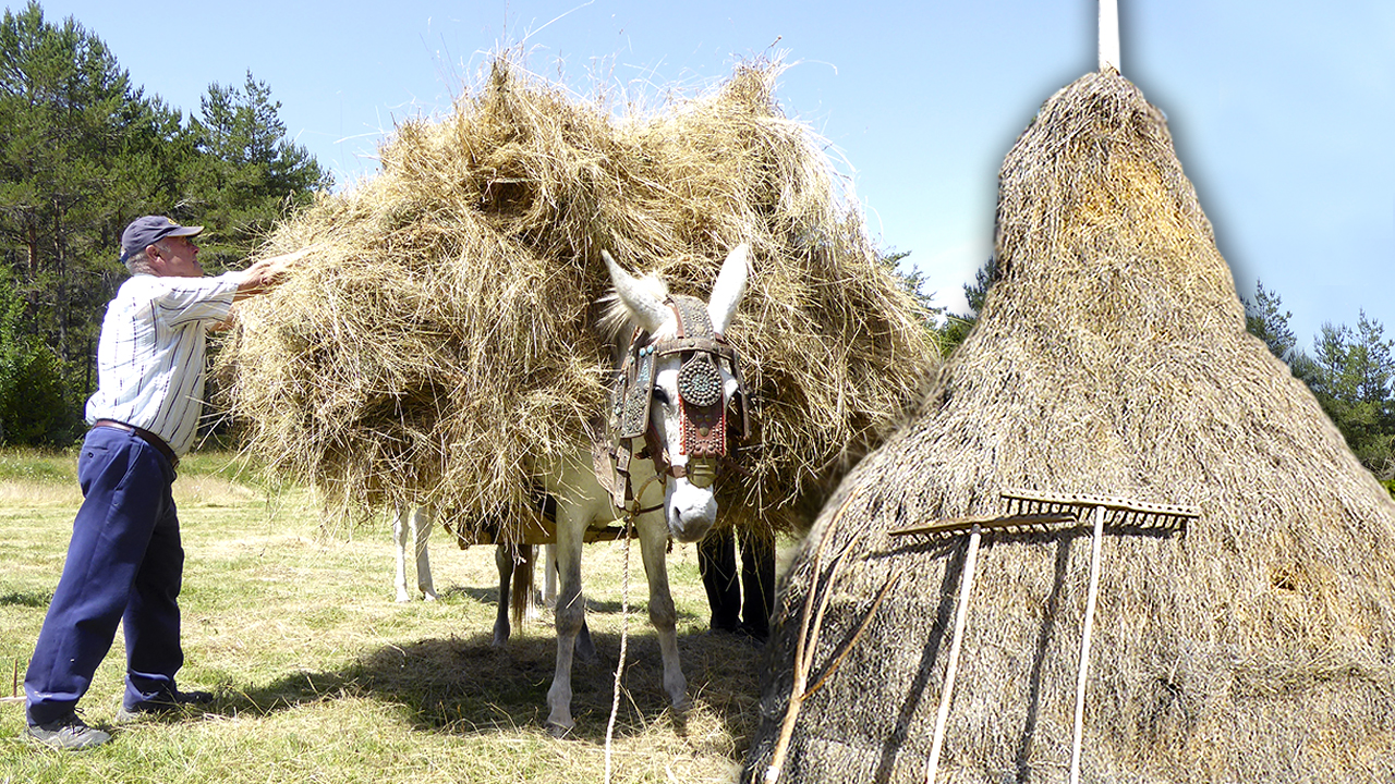 Barga de hierba ancestral. Corte con dalla, transporte en caballerías y almacenamiento en modolones