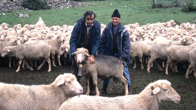 Pastores trashumantes. Su último viaje y la historia de 35 años de trashumancia ovina