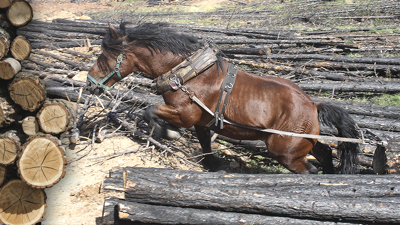La madera. Tala del árbol, arrastre y transporte con caballerías y su aprovechamiento
