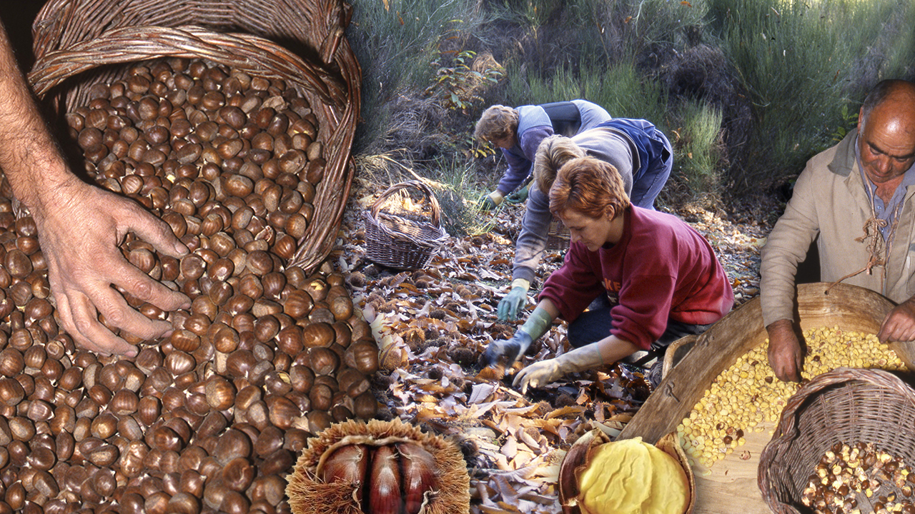 Las castañas. Recolección artesanal, conservación y cocinado de este fruto