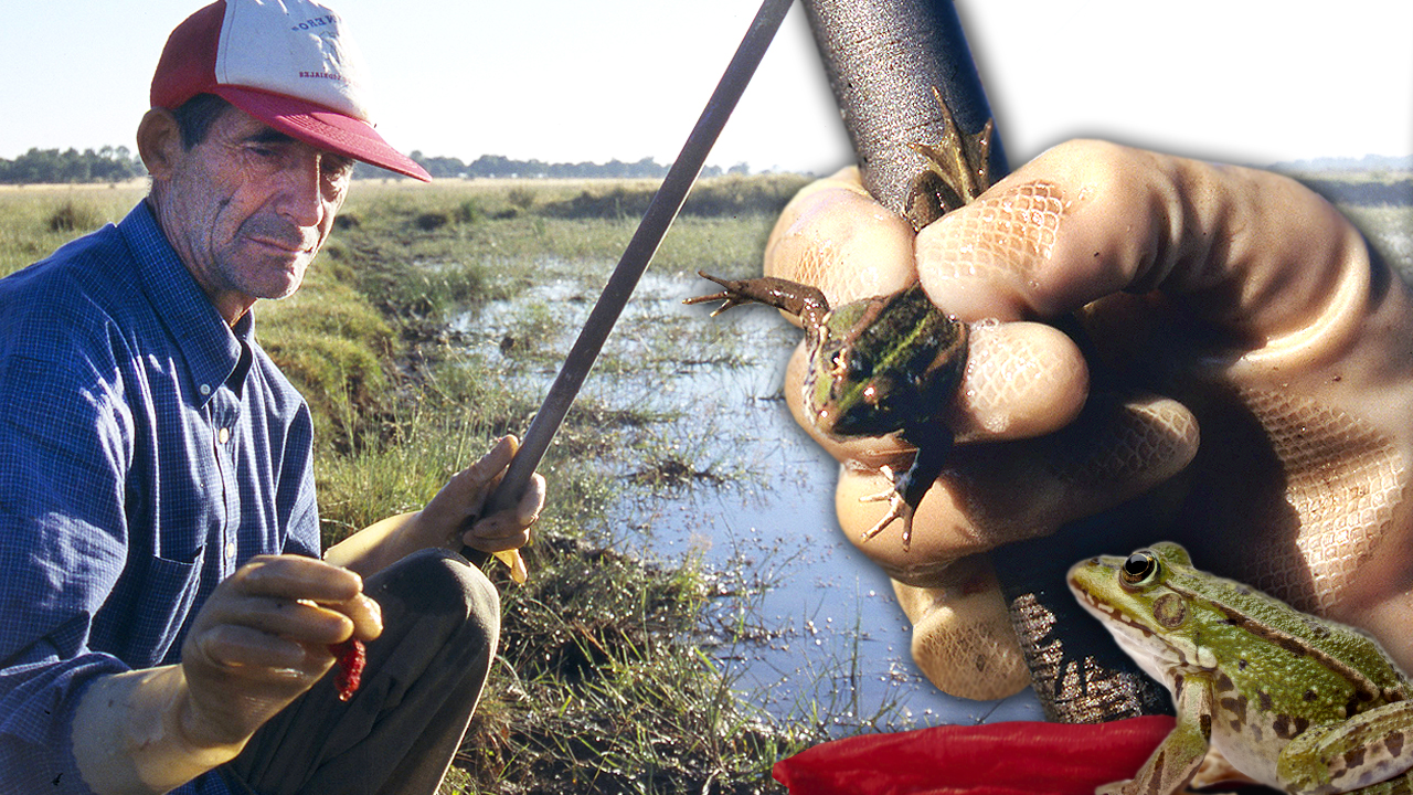 El ranero y su curiosa pesca de ranas con una media roja. De la charca a la cocina: ancas de rana