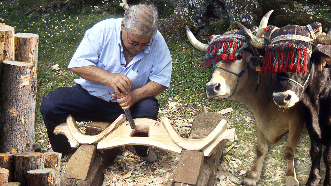 Yugo artesanal con un tronco de madera. Talla manual por un experto yuguero de esta pieza agrícola