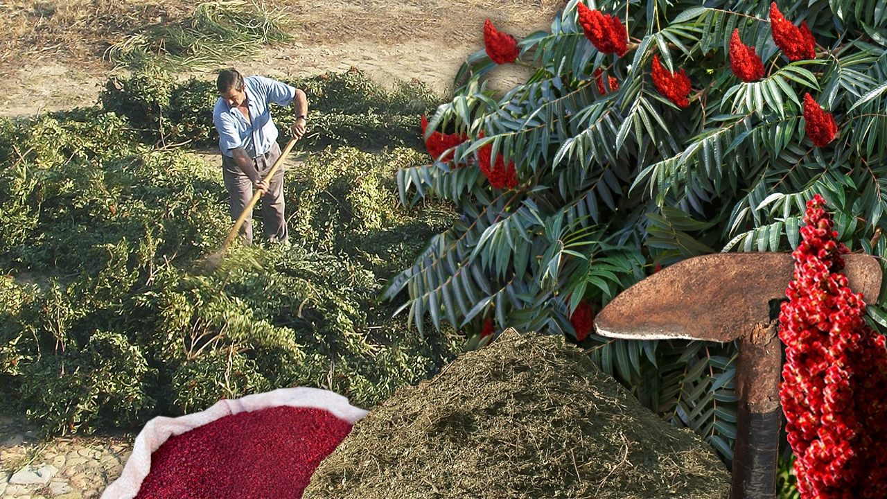 El zumaque o sumac. Recolección, trilla y uso tradicional para curtir pieles, tinte y gastronomía