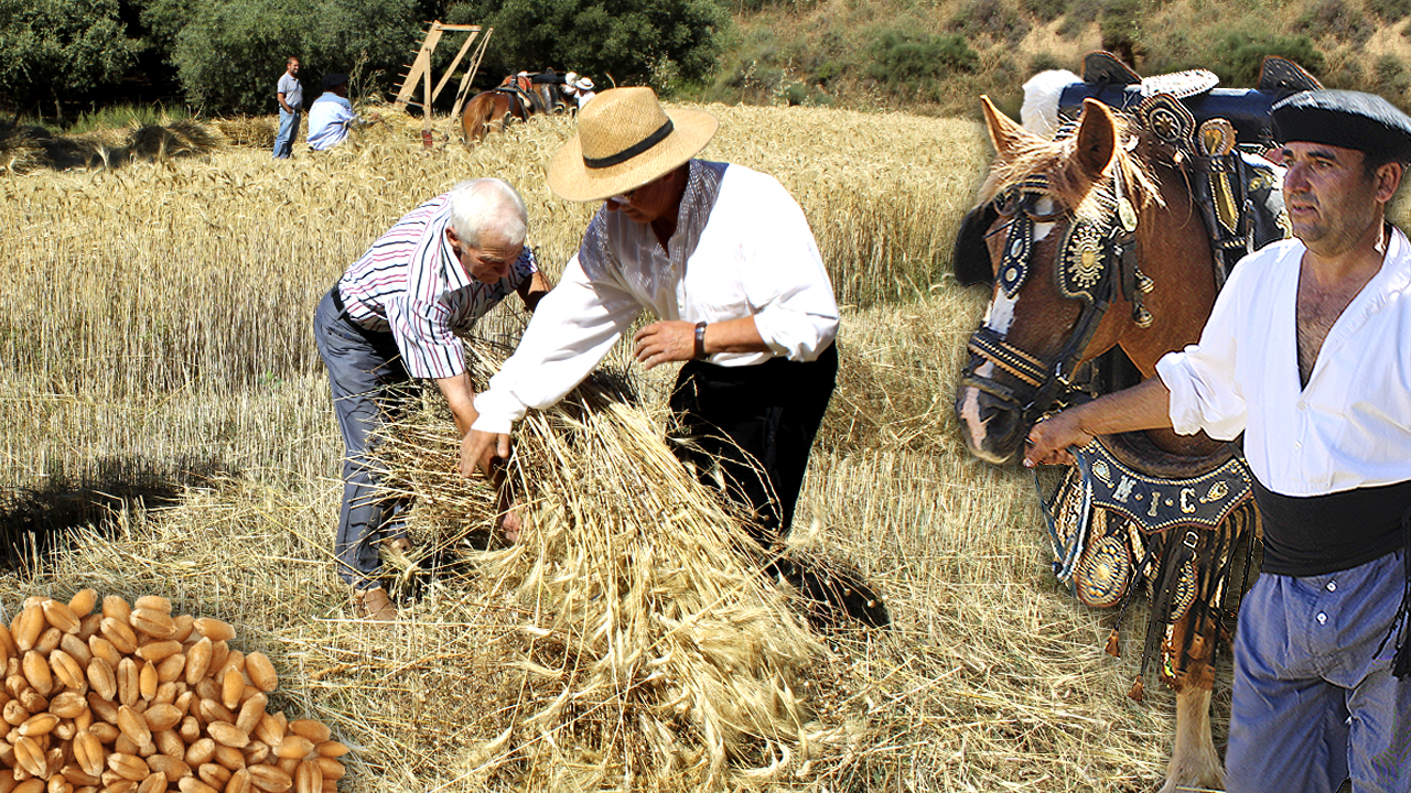 La siega y la trilla del trigo. Obtención tradicional del grano con hoces y caballos
