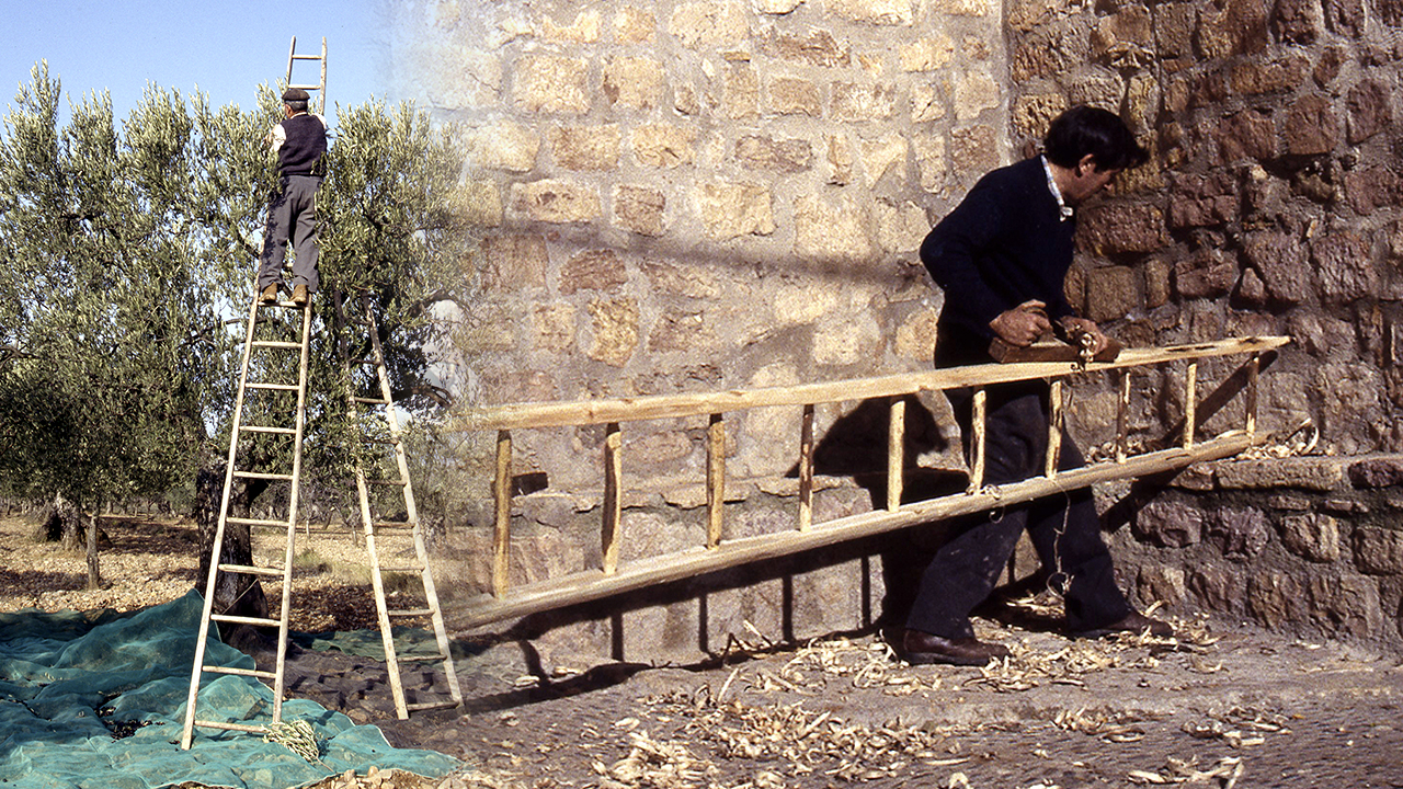 Escalera artesanal para recoger las olivas. Elaboración a mano en 1994 con madera de chopo