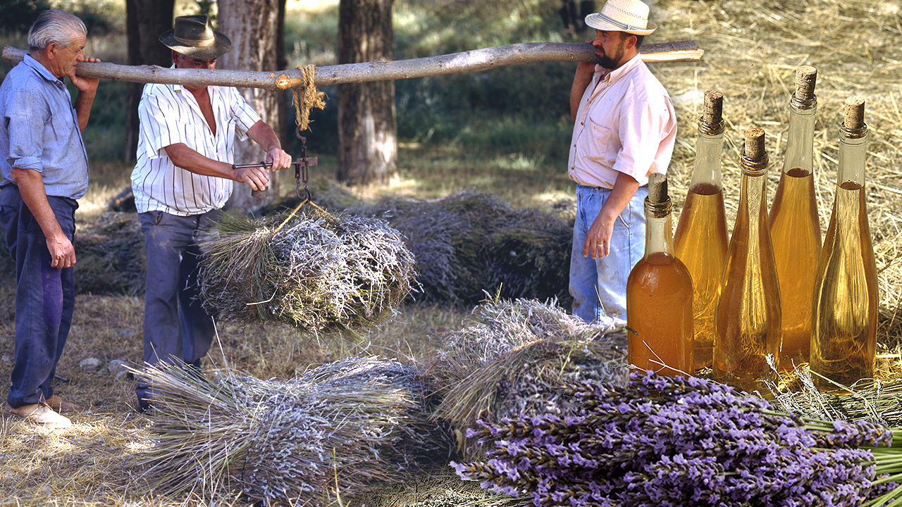 Esencia de espliego o lavanda. Recolección con hoz y destilación artesanal de su aroma