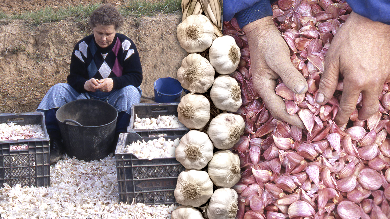 Los ajos. Siembra, cultivo, aventado y trenzado tradicional de este alimento