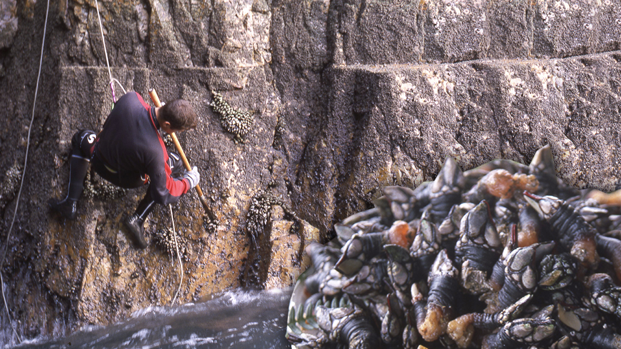 Los percebes. Pesca tradicional de este crustáceo en las rocas de los acantilados