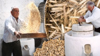 La escaña: el trigo más antiguo. Molienda del grano en molino de piedra y artesanía con este cereal