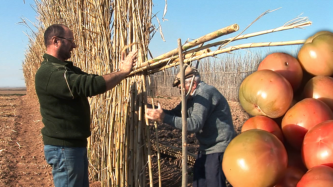"Bardizo" o barrera de cañas para proteger los cultivos de tomates de los fuertes vientos