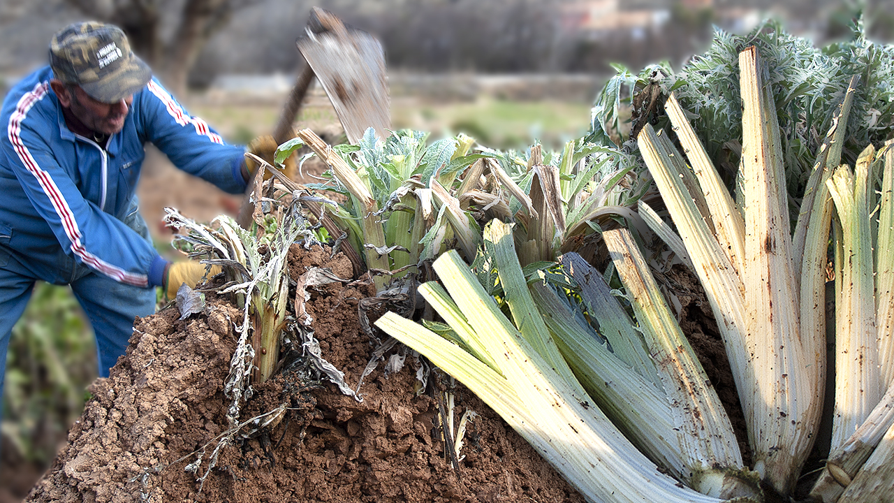 El cardo. Enterramiento de los tallos en el huerto (sin uso de plásticos) para su consumo en Navidad
