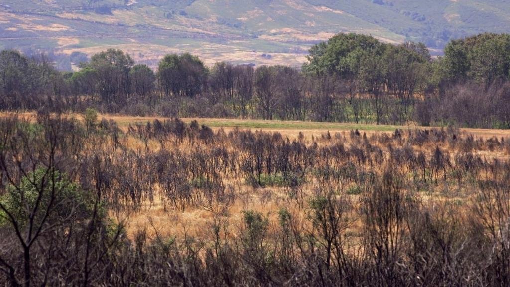 ¿Quién quema Galicia?
