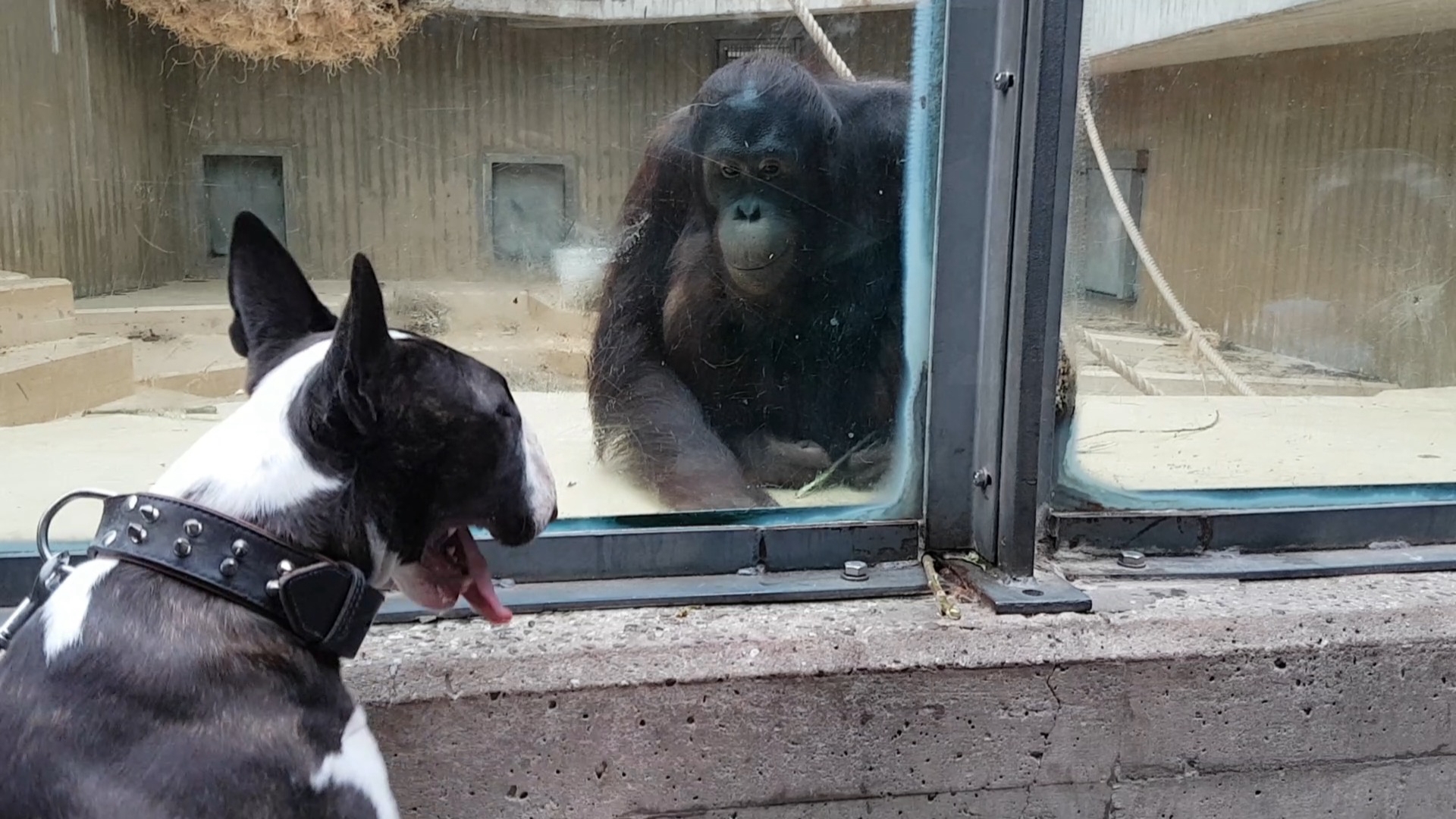 We Heart Animals