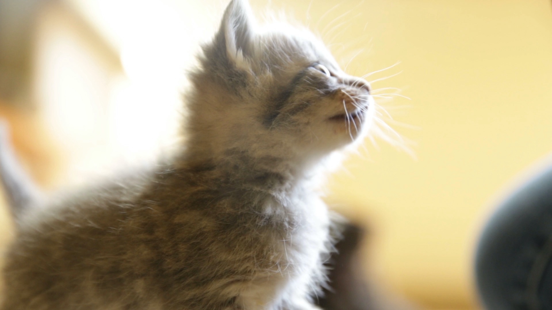 Kitten Love