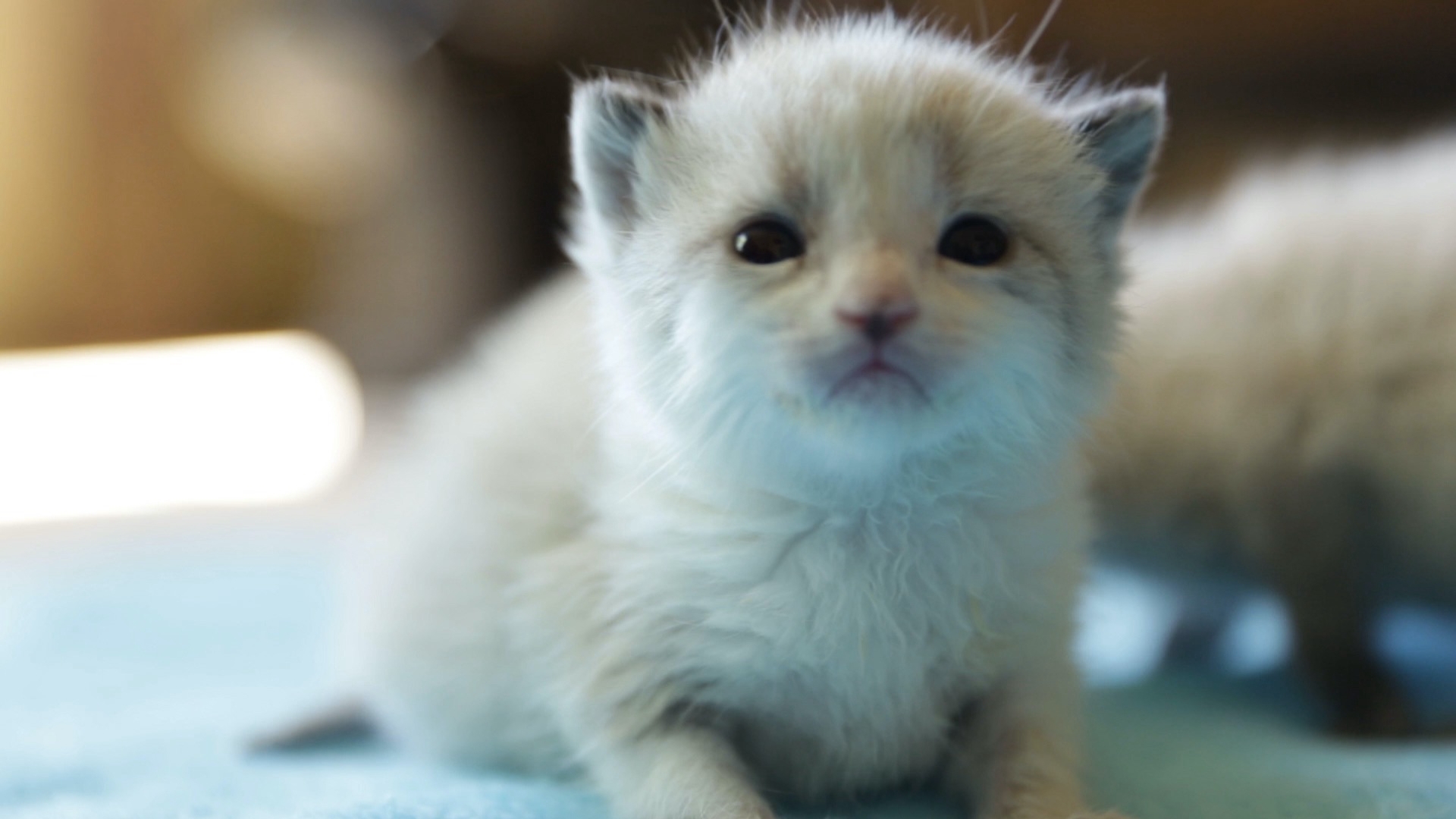 Kitten Love