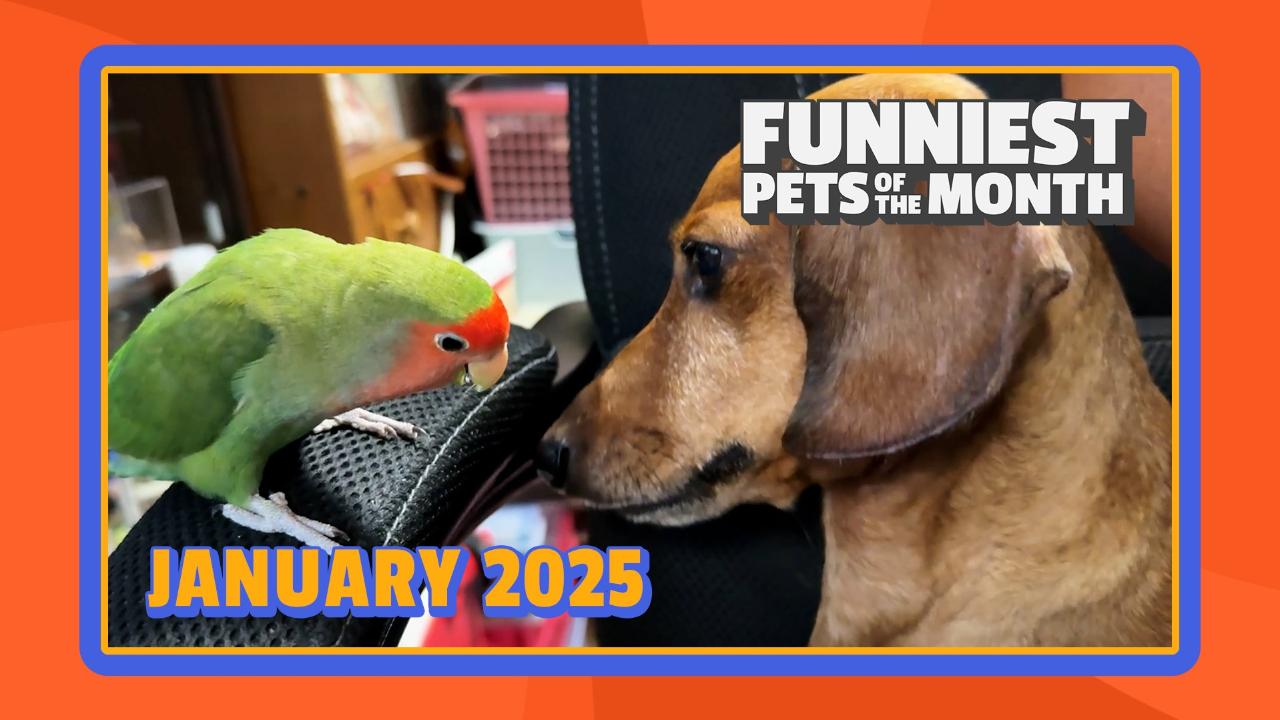 Funniest Pets of the Month