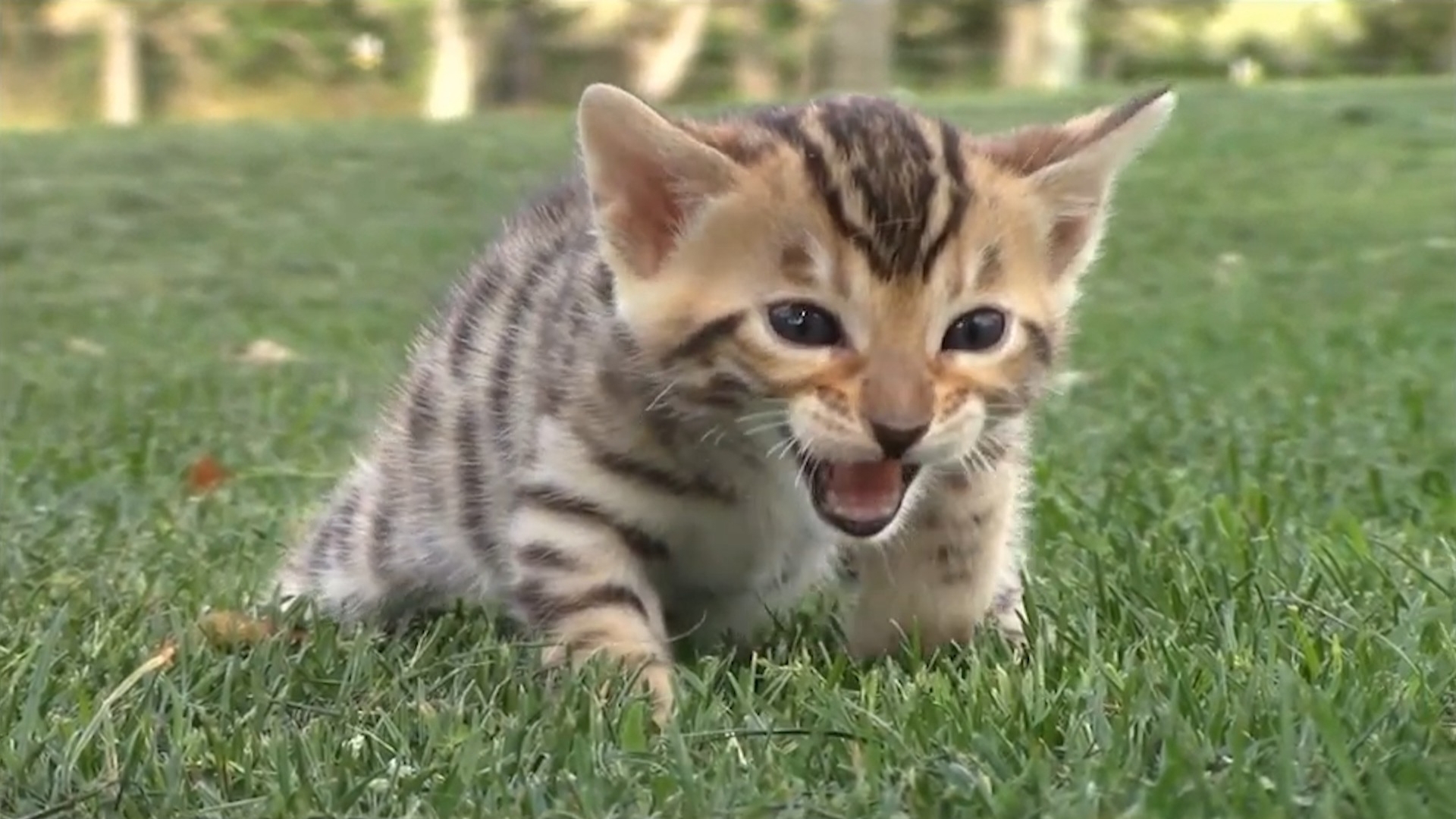 Pet Obsessed