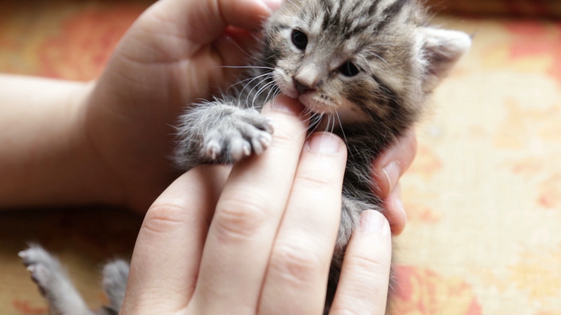 Kitten Love