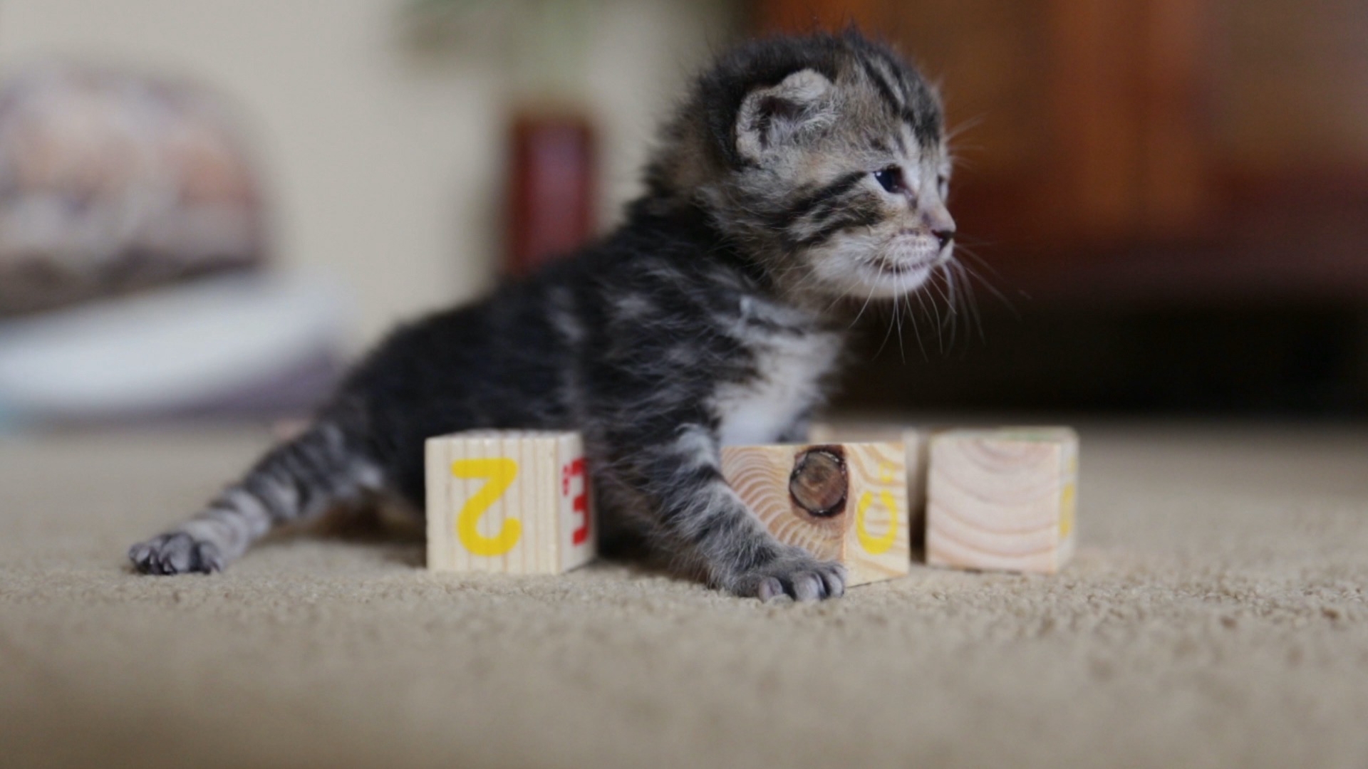 Kitten Love