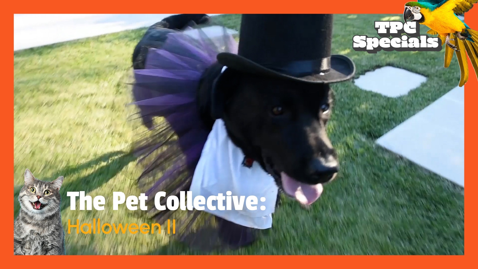 TPC Halloween II