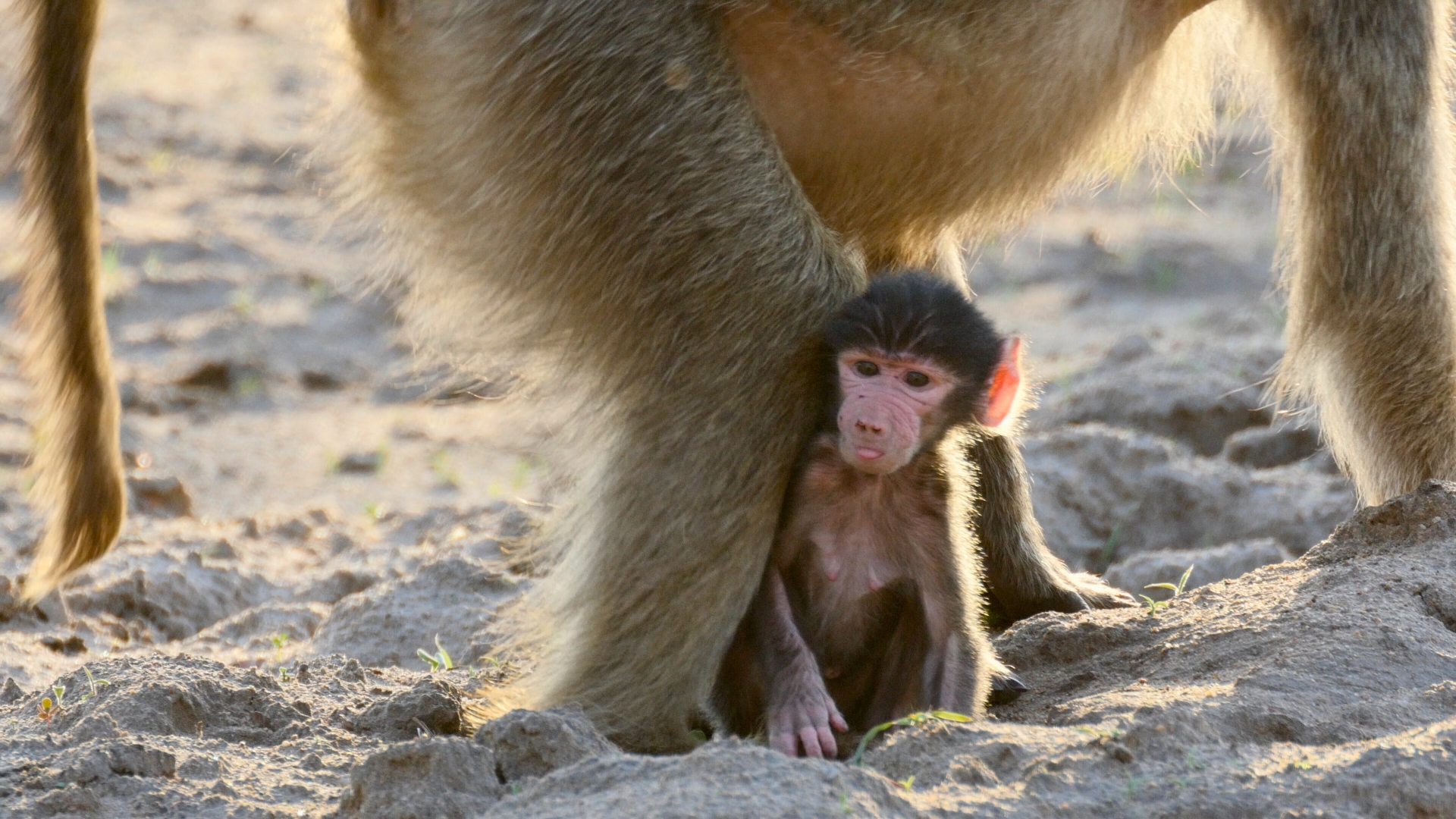 Bebé Babuino y Su Extraña Familia