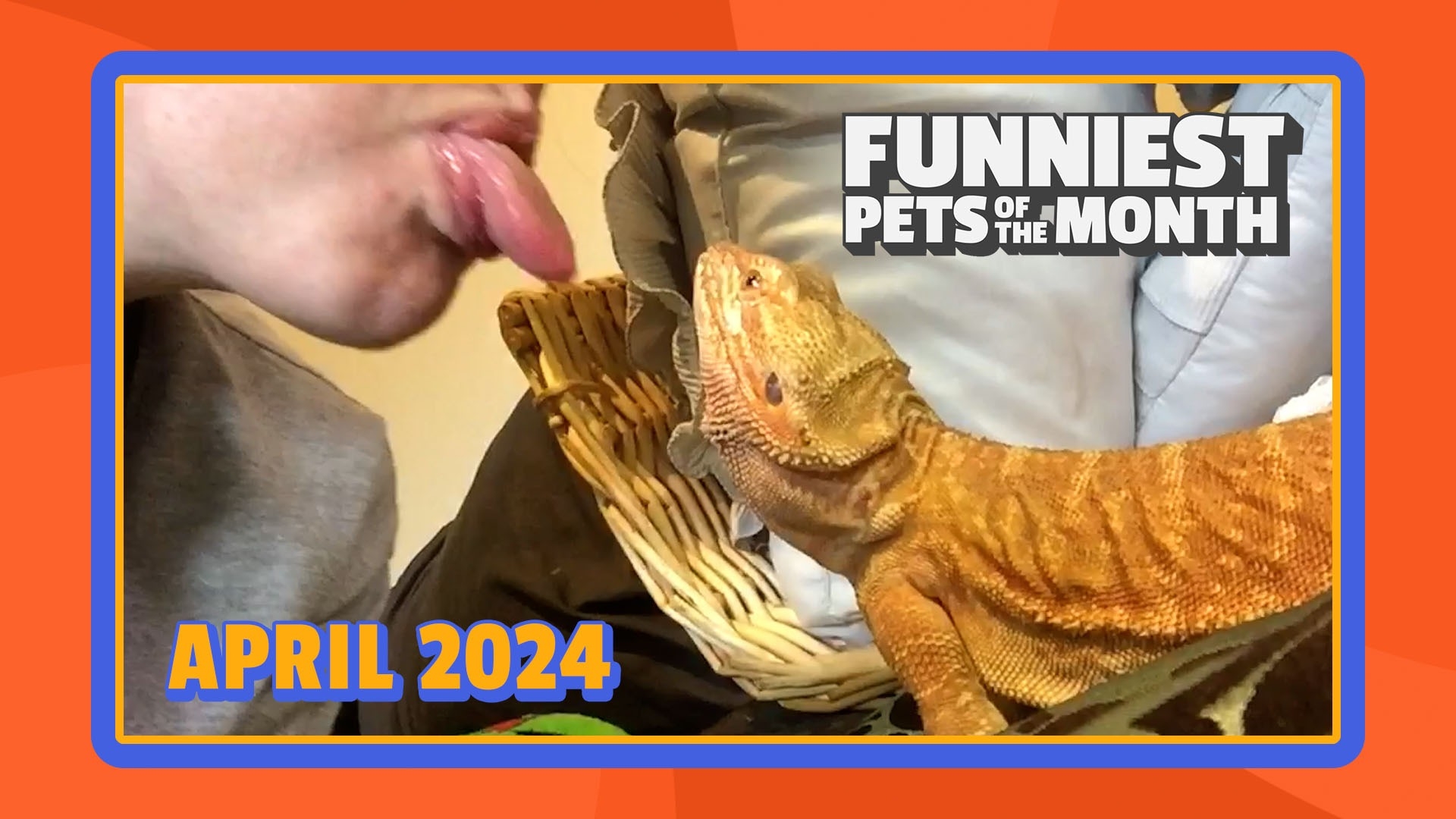 Funniest Pets of the Month