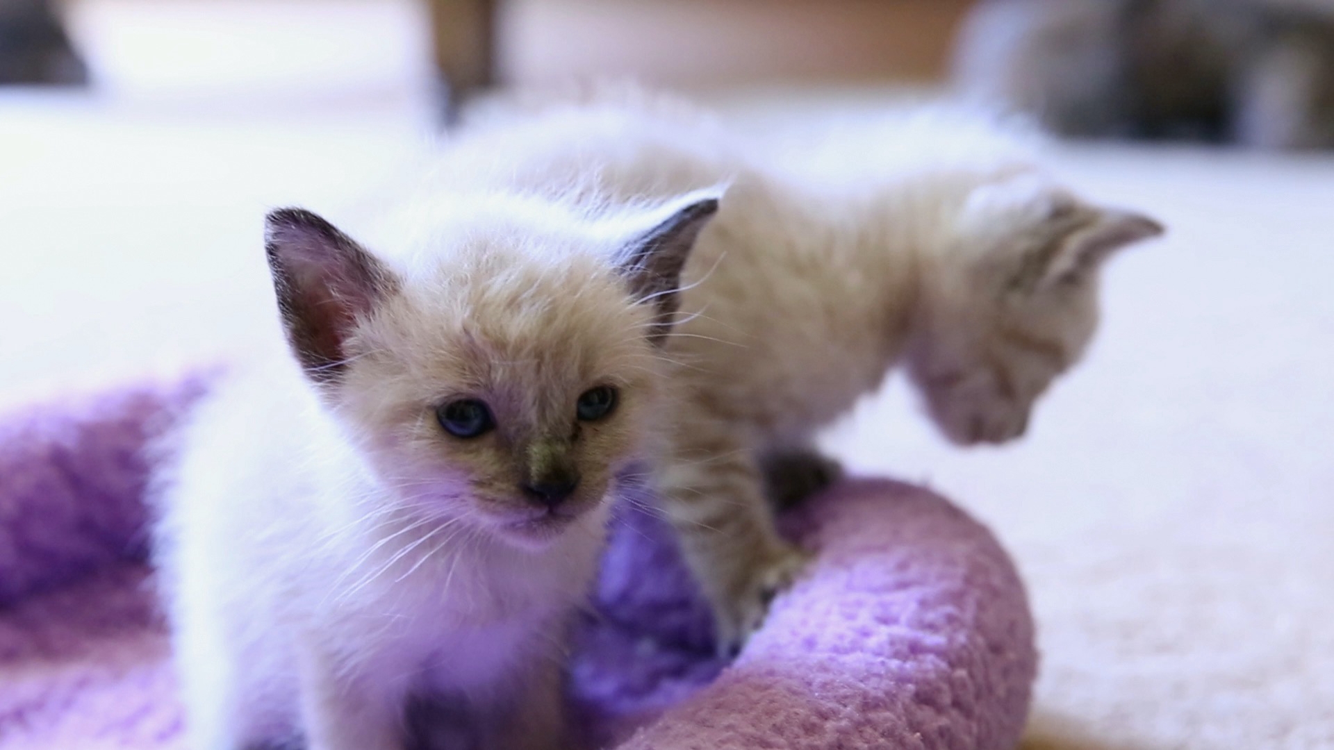 Kitten Love
