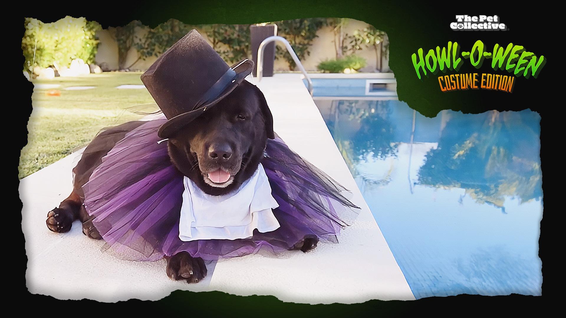 The Pet Collective Howl-O-Ween: Costume Edition