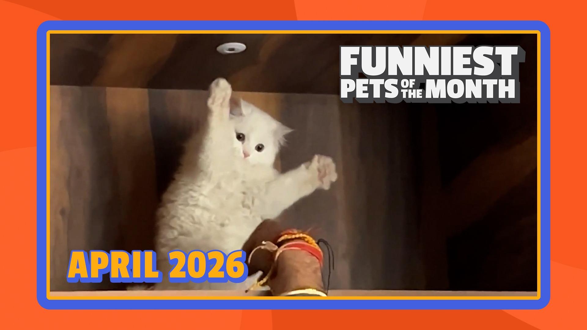 Funniest Pets of the Month
